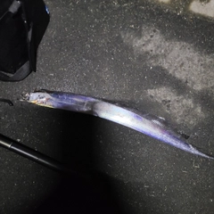 タチウオの釣果