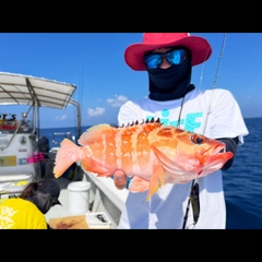 アカハタの釣果