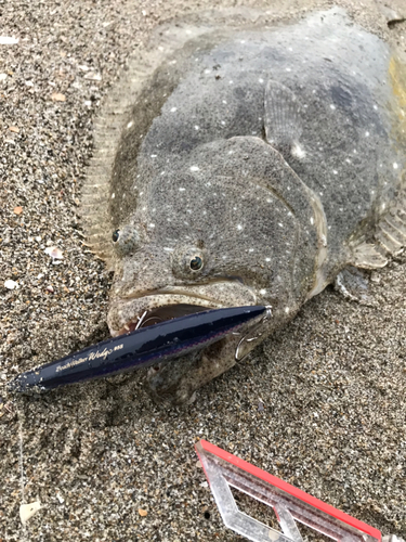 ヒラメの釣果