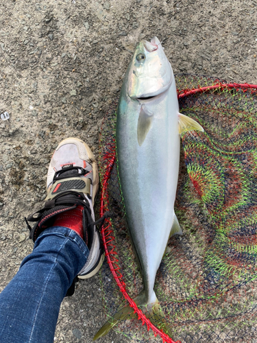 ヤズの釣果