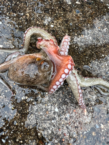 タコの釣果