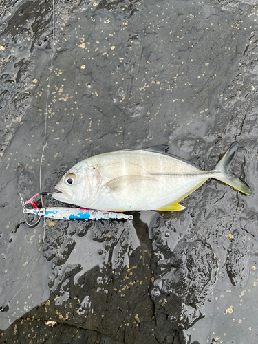 メッキの釣果