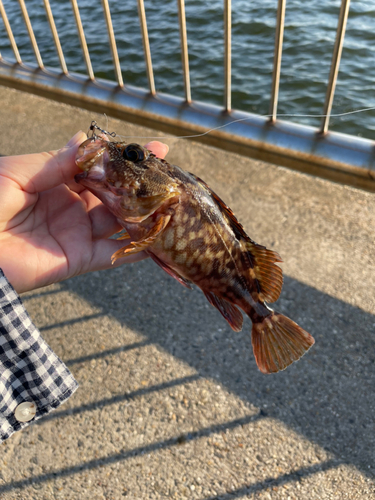 カサゴの釣果