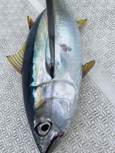 シビの釣果