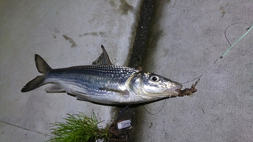 ニゴイの釣果