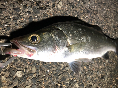 セイゴ（ヒラスズキ）の釣果