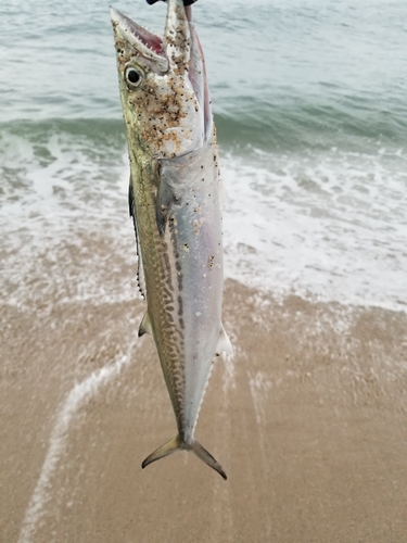 サゴシの釣果