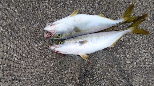 ツバスの釣果