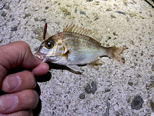 チャリコの釣果