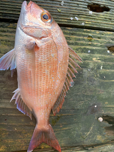 マダイの釣果