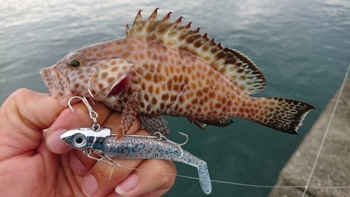 オオモンハタの釣果