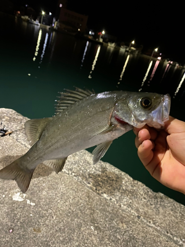 スズキの釣果