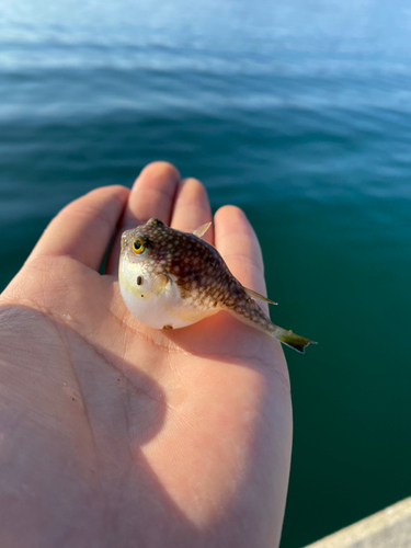 スズキの釣果