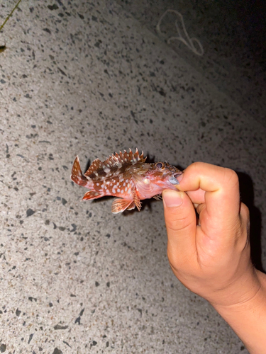 カサゴの釣果