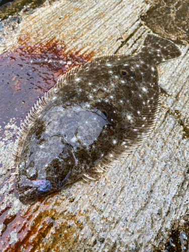 ヒラメの釣果