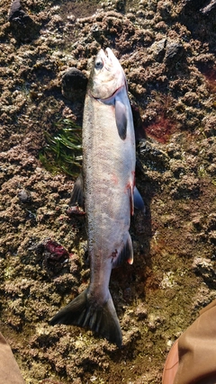 アキアジの釣果