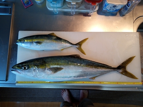 ハマチの釣果