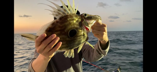 マトウダイの釣果