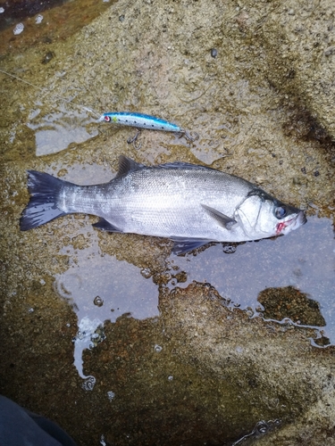 セイゴ（ヒラスズキ）の釣果