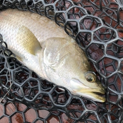 バラマンディの釣果