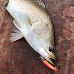 バラマンディの釣果