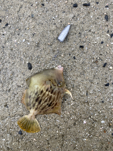 カワハギの釣果