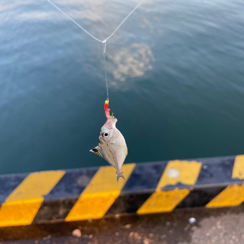 ヒイラギの釣果