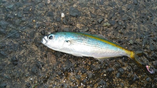 タカベの釣果