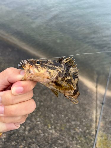 タケノコメバルの釣果