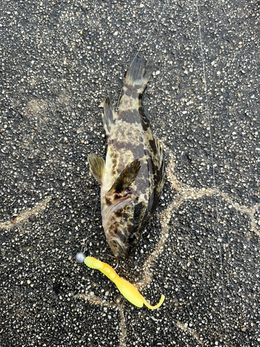 タケノコメバルの釣果