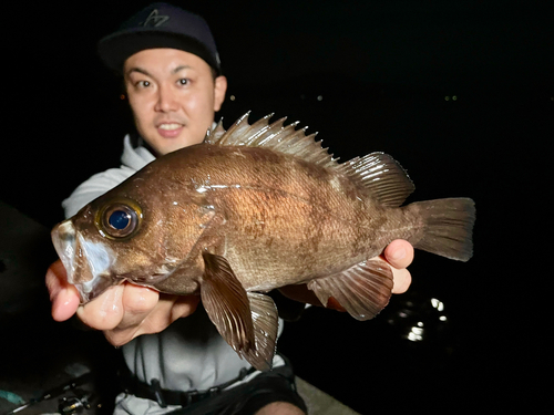 シロメバルの釣果