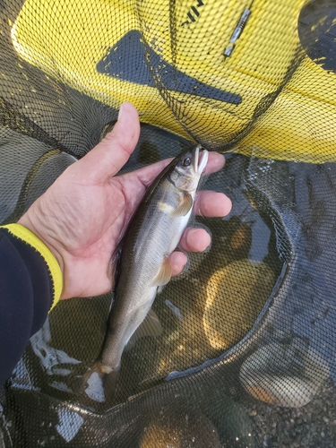 アユの釣果