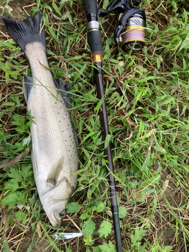 スズキの釣果