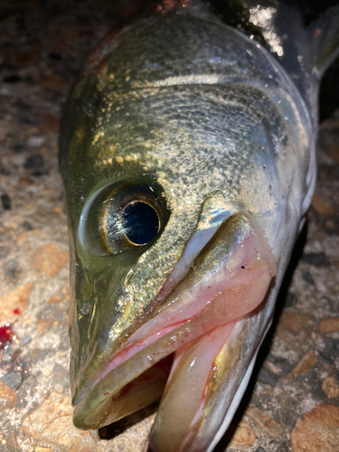 スズキの釣果