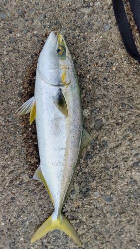 ハマチの釣果