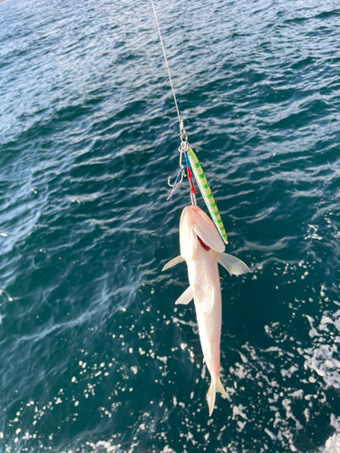 エソの釣果