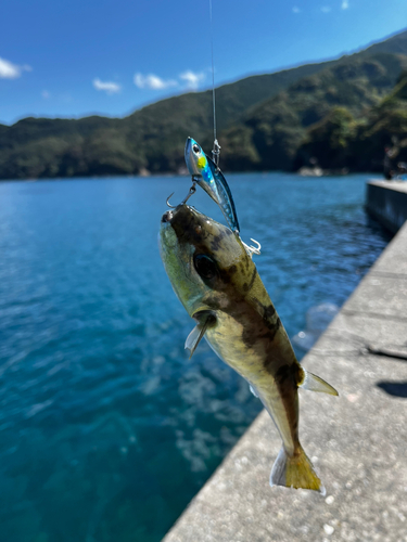 シロサバフグの釣果