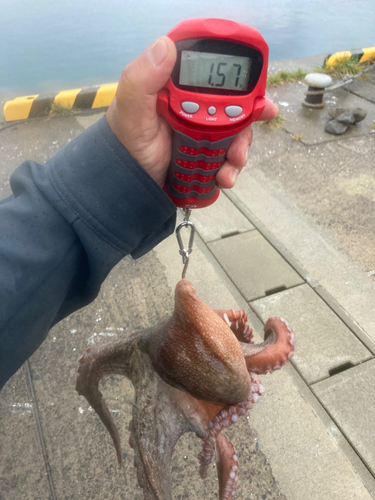 タコの釣果