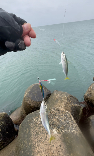 サバの釣果