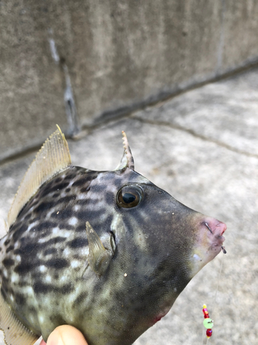 カワハギの釣果