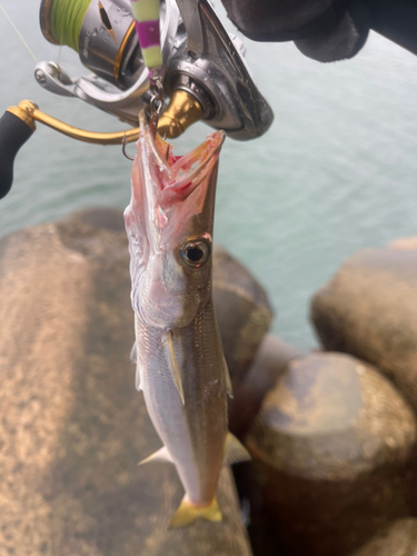 カマスの釣果