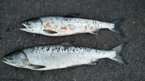 シロザケの釣果