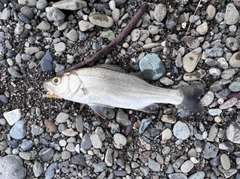 セイゴ(マルスズキ)の釣果
