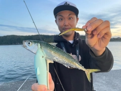 サバの釣果