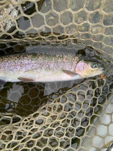 ニジマスの釣果