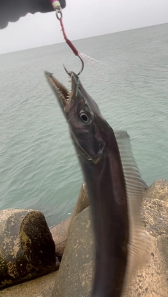 タチウオの釣果