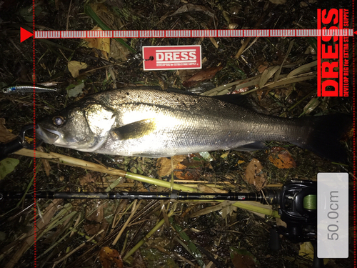 シーバスの釣果