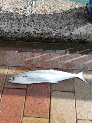 サゴシの釣果