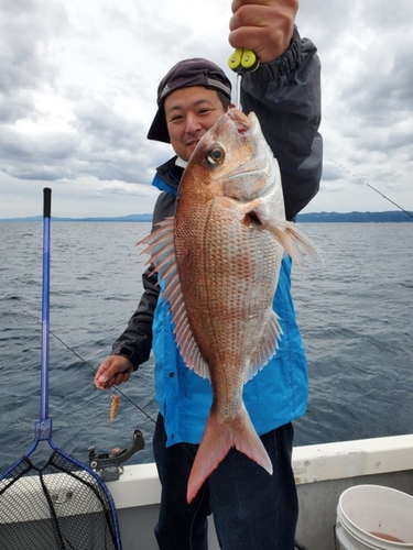 マダイの釣果