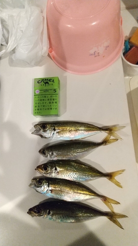 アジの釣果